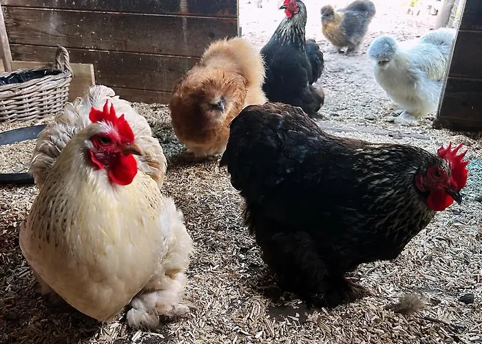 Het Blij Hen Casa vacanze Oudenbosch